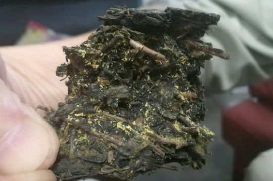 伏茶里的金花是黃曲霉素嗎，金花茯茶里的是什么菌