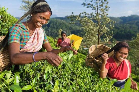 中國最好紅茶排名，中國最著名的十大紅茶