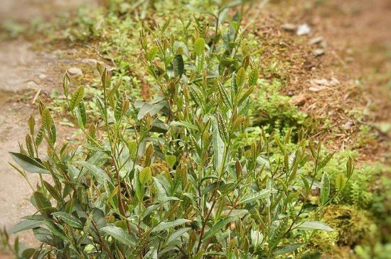 大紅袍四大品種有哪些，大紅袍的種類和著名品種特點(diǎn)介紹