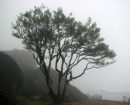 宋種一號(hào)價(jià)值為什么高，鳳凰單樅宋種1號(hào)價(jià)格與產(chǎn)量多少？