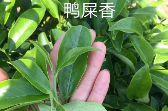 鴨屎香和大烏葉是同一種茶葉嗎，單叢大烏葉和鴨屎香有什么區(qū)別？