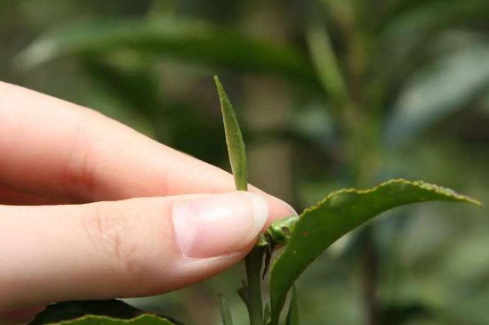 哪種金駿眉好，什么樣的金駿眉比較好