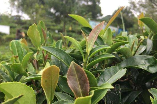 43號龍井屬于好茶嗎，龍井茶43號是什么意思？