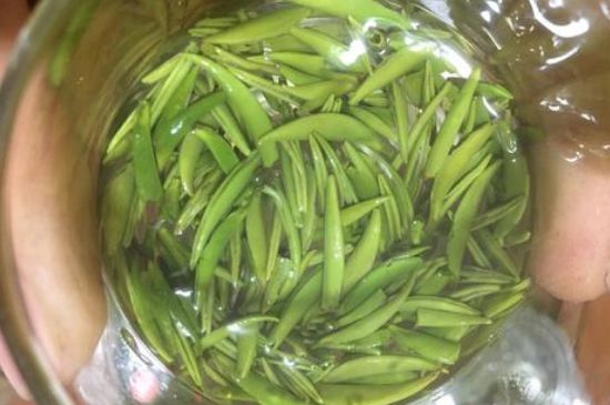 雀舌有一股青草味，雀舌為什么有青草味？