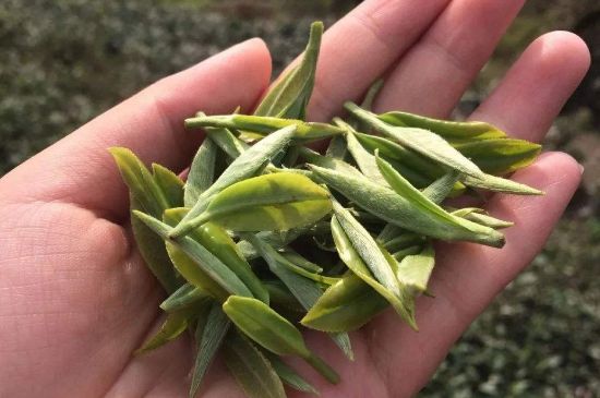 福建什么茶葉最出名，福建名茶有哪些？