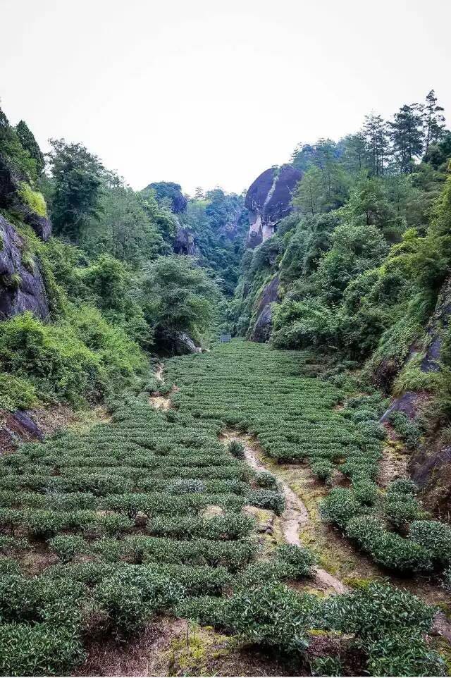 武夷山為什么盛產(chǎn)茶葉，武夷山茶為什么好喝？