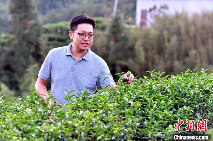 “臺二代”張元豪福建深山種茶十年：“來了，就對了”